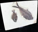 Diplomystus & Priscacara Fossil Fish Plate - x #22971-3